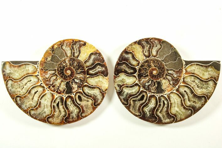 Cut & Polished, Agatized Ammonite Fossil - Madagascar #208626